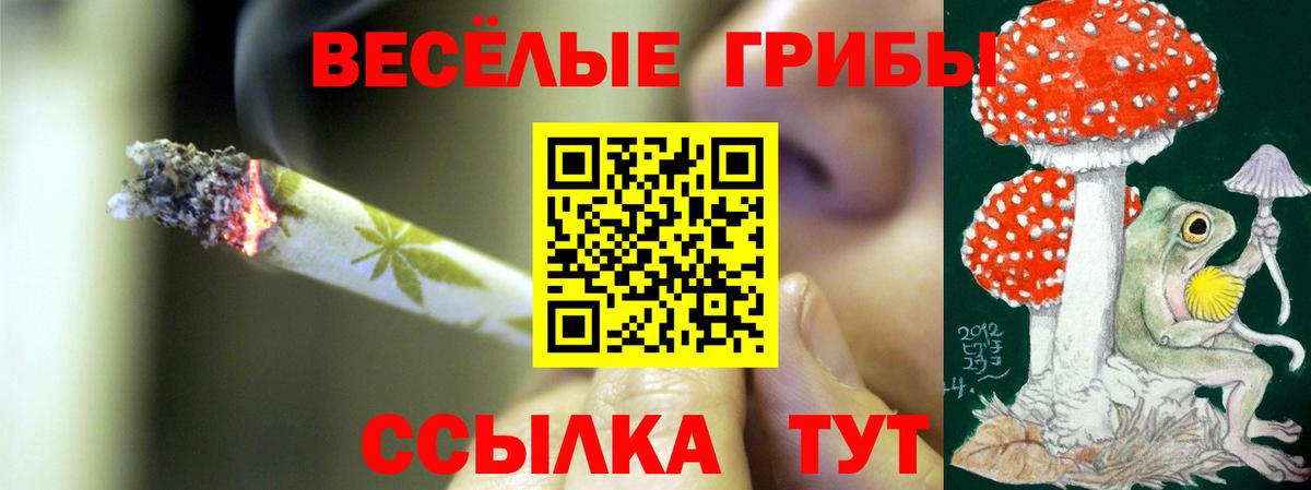Псилоцибиновые грибы Psilocybe Дедовск